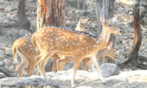 Malsi Deer Park in ddn