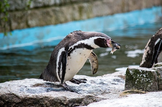 Penguins threatened by fishing